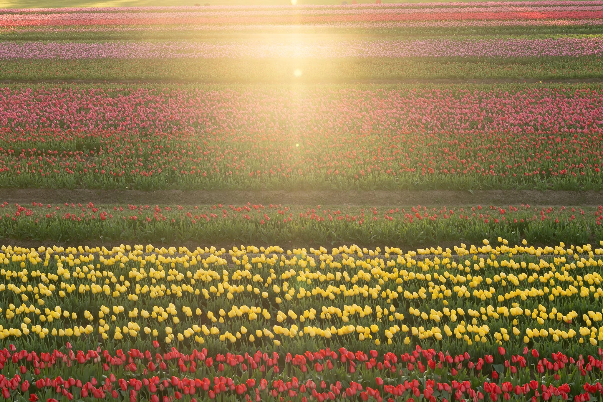 Rows of Color at the Wooden Shoe Tulip Farm — Jennifer Carr